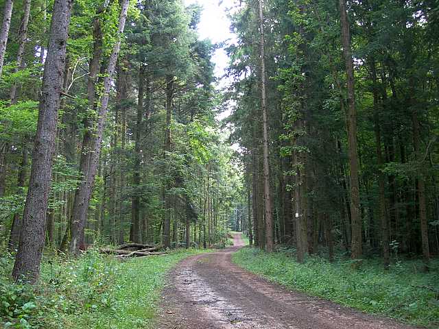 Funghi di frontiera